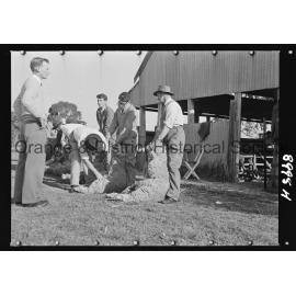 Molong Show