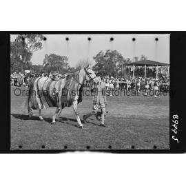 Molong Show