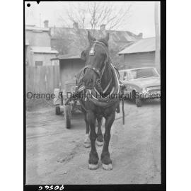 Horse and cart deliveries