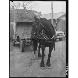 Horse and cart deliveries