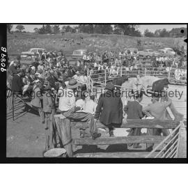 Commercial breeders sale