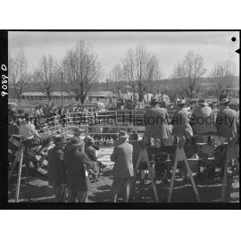 Commercial breeders sale