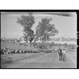 Cattle drive