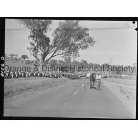 Cattle drive