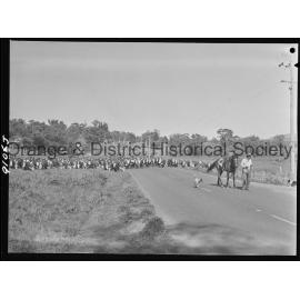 Cattle drive