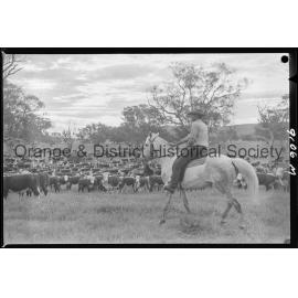 Cattle drive