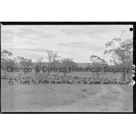 Cattle drive
