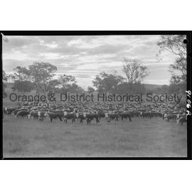 Cattle drive