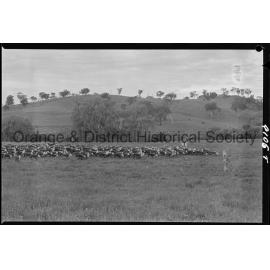 Cattle drive