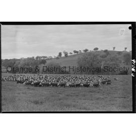 Cattle drive