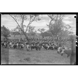 Cattle drive