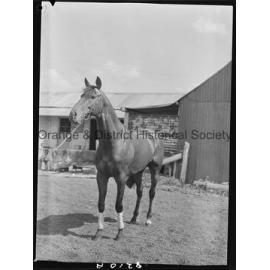 Racehorse Le Endi