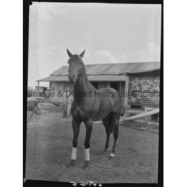 Racehorse Le Endi