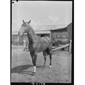 Racehorse Le Endi