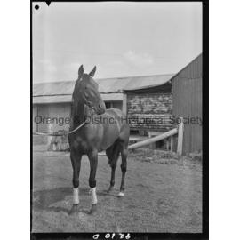Racehorse Le Endi