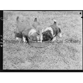 RSPCA dogs' home
