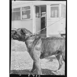 RSPCA dogs' home