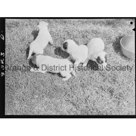 RSPCA dogs' home