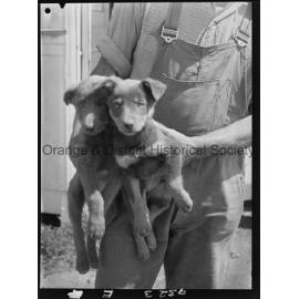 RSPCA dogs' home