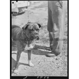 RSPCA dogs' home