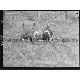 RSPCA dogs' home