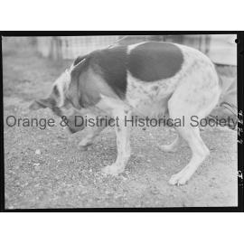 RSPCA dogs' home