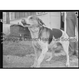 RSPCA dogs' home