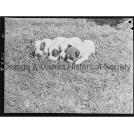 RSPCA dogs' home