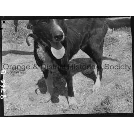 RSPCA dogs' home