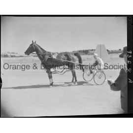 Trotting Club race finishes and returning to scale