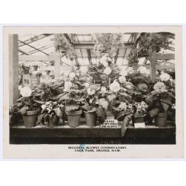 Begonias, Blowes Conservatory, Cook Park, Orange