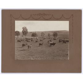 Rural scene