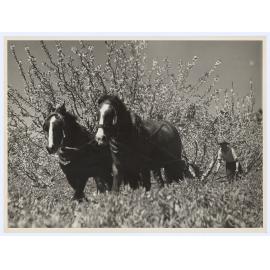Draft horses and plough in orchard