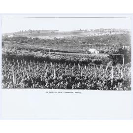 An orchard view, Canobolas, Orange