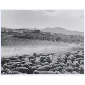 Mount Canobolas foothills