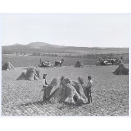 Harvesting under the Canobolas