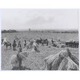 Record wheat crop near Orange