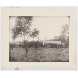 Rural scene