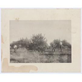 Orchard