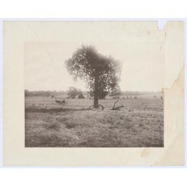 Rural scene