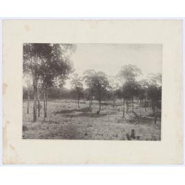 Rural scene