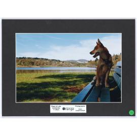 Dingo at Lake Canobolas, 11.25am
