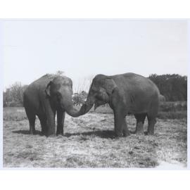 Circus elephants, Orange