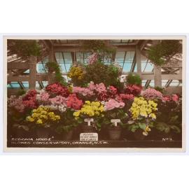 Begonia House, Blowes Conservatory, Orange, NSW