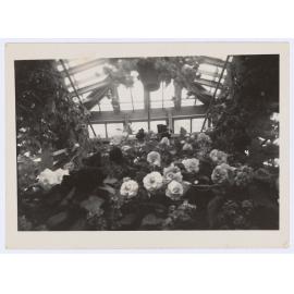 Blowes Conservatory, Orange