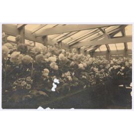 Tuberous Begonias, Cook Park, Orange