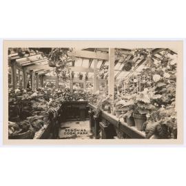 Six views of Orange - Begonias