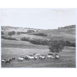 In the Wellwood paddocks