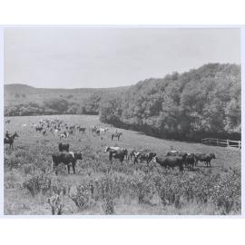 On the Rosedale flats