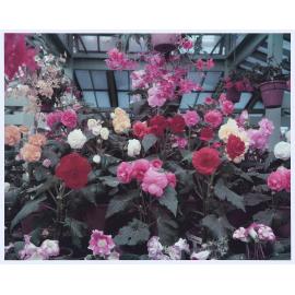 One of the memorable sights at Orange is the display of begonias in the Summer House in Cook Park